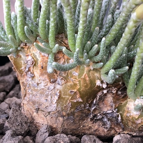 avonia  alstonii《XL size》※現地球発根後店主国内管理13年株※年代物且つ驚愕big株‼︎二度と手に入らないサイズ感‼︎ver.pink花※ mad black pot植え