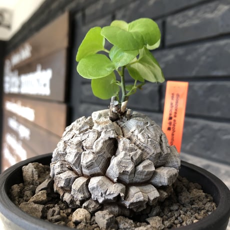 dioscorea elephantipes アフリカ亀甲竜《M size》※現地球発根後店主国内管理5年株※美しすぎる特化した白肌に彫深き立体樹形が堪らない※mad black pot植え