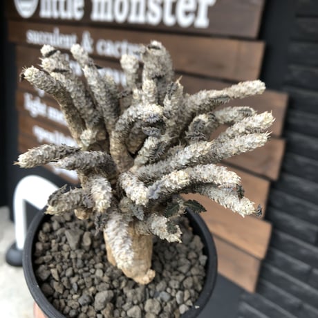euphorbia tulearensis《 L size》※現地球発根済株※驚愕‼︎bigサイズ‼︎希少性激高塊根ユーフォルビア‼︎大振り＆枝振りも半端なき一株※mad black pot植え