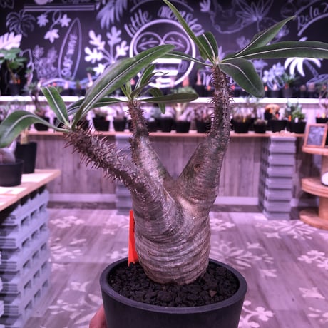 pachypodium  gracilius《M size》※現地球株  発根済み株‼︎  （限定1株）バランスの取れた手乗りサイズ　※mad black pot植え