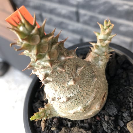pachypodium windsorii《M size》※選抜littmon seed🌱※weight低き極ぼってり株元&枝振りも◎良樹形※mad black pot植え
