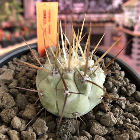 copiapoa   cinerea  長刺白棘黒王丸《小さめM size》希少※現地球株カキ仔自根株‼︎※mad black bowl pot植え
