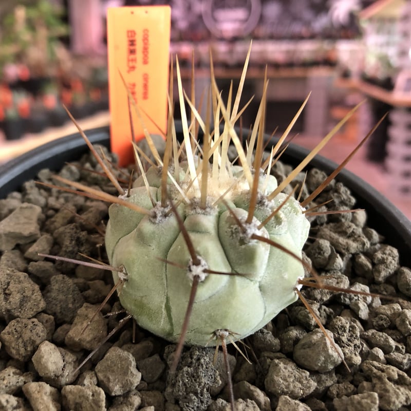 copiapoa cinerea 長刺白棘黒王丸《小さめM size》希少※現地球株カキ