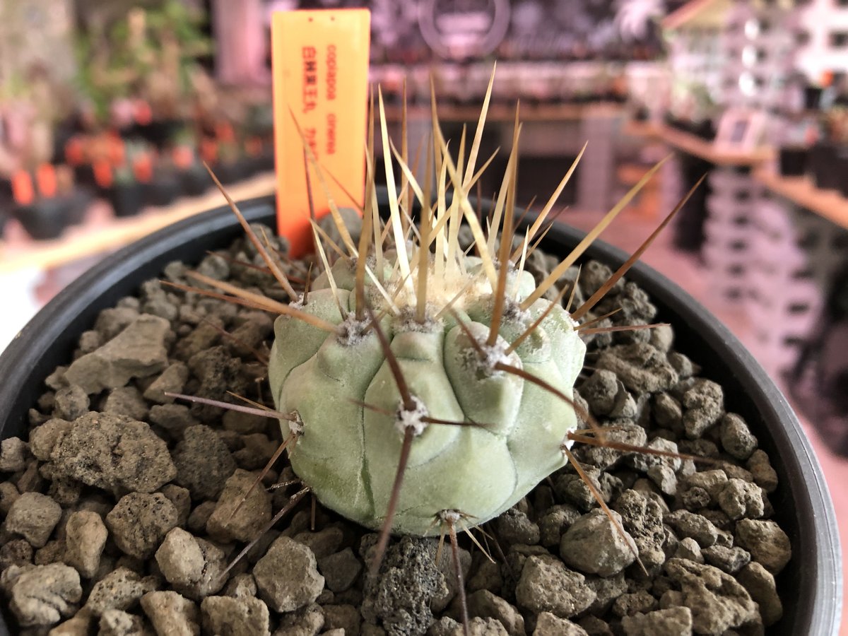 copiapoa cinerea 長刺白棘黒王丸《小さめM size》希少※現地球株カキ