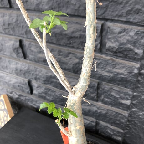 bursera  fagaroides《M size》※剪定後再芽吹き済株‼︎※大変上品な人気灌木ファガロイデス‼︎※mad black pot植え