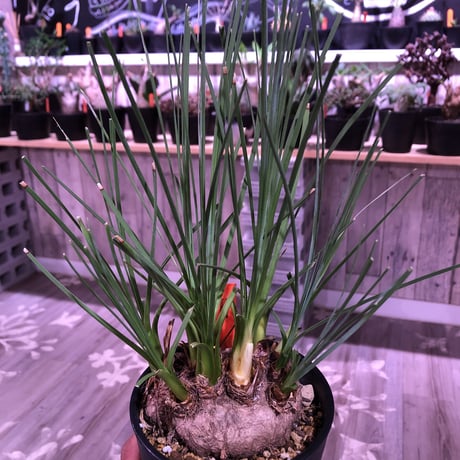 calibanus   hookeri《M size》希少・極美株  ※地植え可能なフーケリー