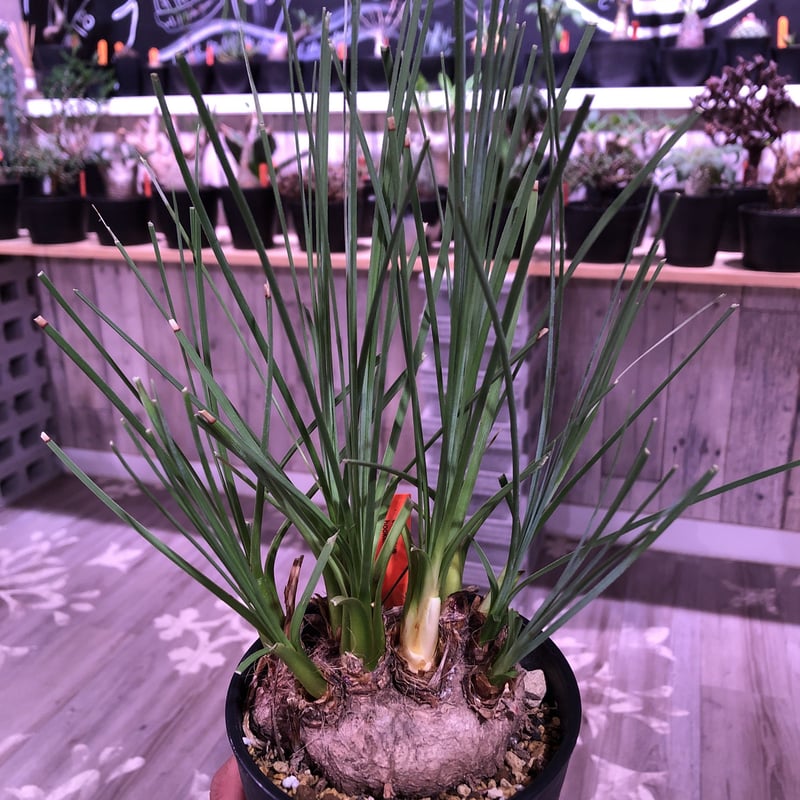 専用出品 特割、リピセット割りカリバナスフーケリー 専用出品 特割 カリバナスフーケリー (い) 2025年最新】カリバナスフー