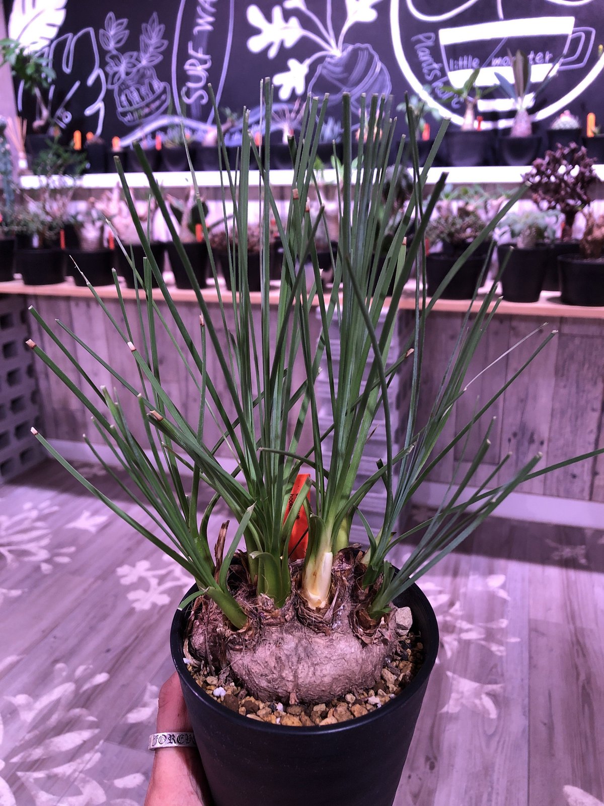 calibanus hookeri《M size》希少・極美株 ※地植え可能なフーケリー