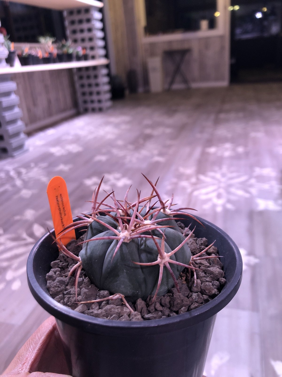 太平丸 echinocactus 太平丸 | plants holic 