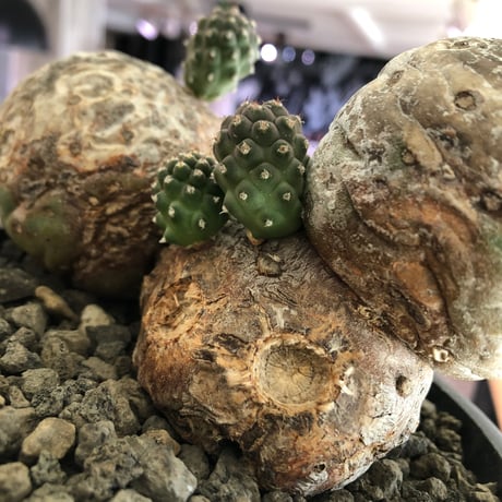 tephrocactus geometricus 《LL size》激希少‼︎※現地球株発根済※実生株＆カキ仔株でないと流通がほぼないため所持率も極めて低き渾身の一株※black bowl pot植え