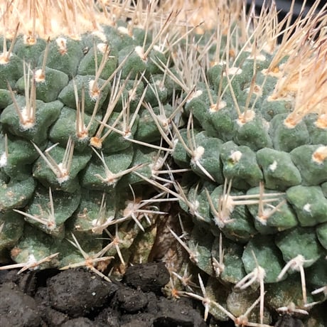 strombocactus 白棘菊水 4分頭《Lsize》※littmon seed株※現地球株と比べ生育は早く例年開花も楽しめる美樹形な一株‼︎※black bowl pot植え