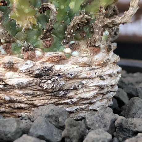 euphorbia gorgonis《M size》※現地球発根済株※人気🐙タコものユーフォルビア‼︎綺麗な多肉質の葉とwild塊根部木質化の二面性が魅力※mad  black bowl pot植え
