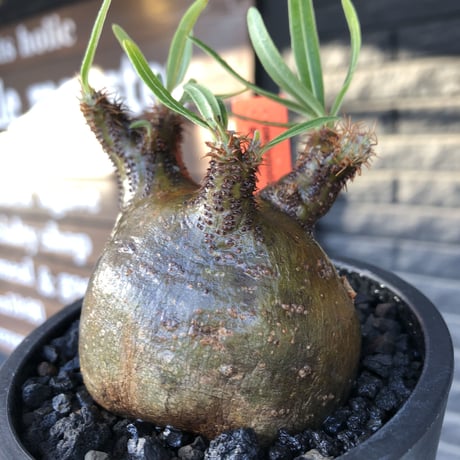 pachypodium  gracilius《小さめM size》激ぼってり樹形※現地球発根済株※店主国内管理2年株※極短枝低重心株の上、激ぼってり樹形が堪らない‼︎※mad black pot植え