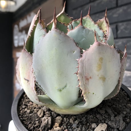 agave guadalajalana《大きめM size》※現地球発根後店主国内管理3年株※極締まり良き美しすぎるボール樹形の選抜株※mad black bowl pot植え