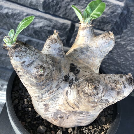 pachypodium  eburneum《LL size》※現地球発根後店主国内管理8年株※エブレらしい樹形に極wild装いの存在感抜群なimpact株※mad black bowl pot植え