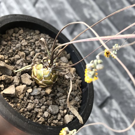 othonna   lepidocaulis《S size》※littmon seed🌱※ボール型からの成長と表皮の変色の変化も楽しめる一株※mad black pot植え