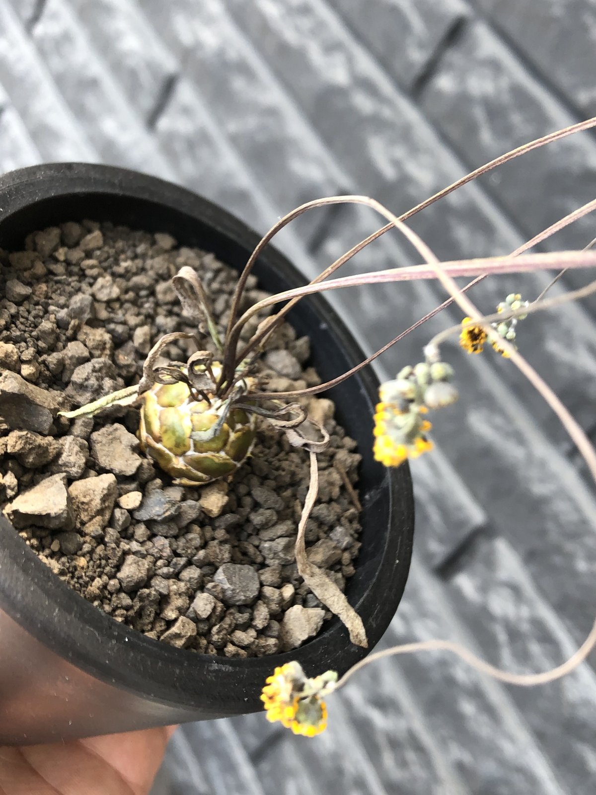 othonna lepidocaulis《S size》※littmon seed🌱※ボー othonna lepidocaulis《S size》※littmon seed🌱※ボー