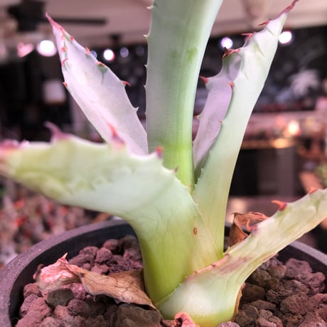 agave zebra《M size》※現地球株発根済※ゼブラ縞模様が美しい良きサイズ感な人気者※black pot植え