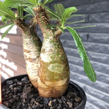 pachypodium gracilius《大きめS size》希少一部green肌&W-he'd株※現地球発根後店主国内管理2年株※霜降り迷彩柄の良樹形株※mad black bowl pot植え