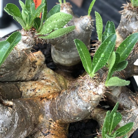 pachypodium brevicalyx《L size》※現地球発根後店主国内管理5年株※枝振り良く全体バランスも良きブレビらしい低重心※mad black bowl pot植え