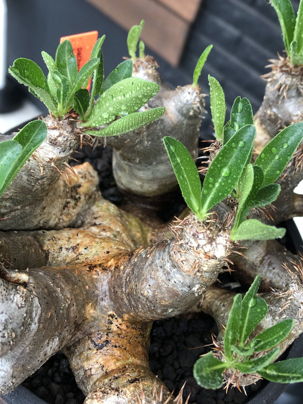 pachypodium brevicalyx《L size》※現地球発根後店主国内管理5年 pachypodium brevicalyx《L size》※現地球発根後店主国内管理5年
