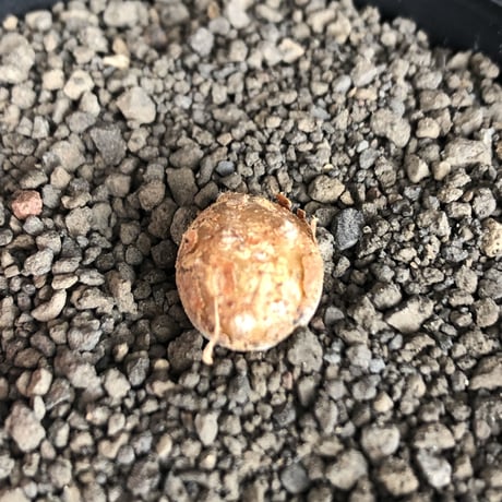 othonna  cacalioides《S size》激希少‼︎現地球株※発根後店主国内管理2年株※実生株の流通の中、小振りでも大変レアものな一株※mad black pot植え