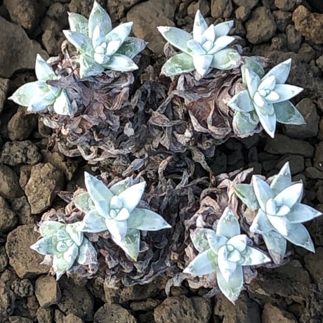 dudleya greenei《L size》希少種‼︎※現地球株発根済※流通少なき古株のため味深くそれでいてコントラストがとびきり美しい一株※black bowl pot植え