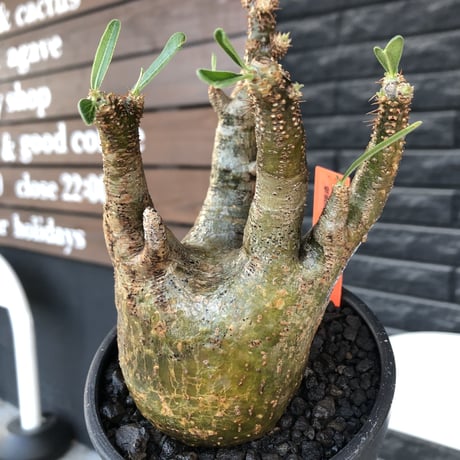 pachypodium gracilius《M size》一部希少green肌&良枝振り株※現地球発根後店主国内管理4年株※ぼってり樹形&良枝振りの良樹形※mad black bowl pot植え