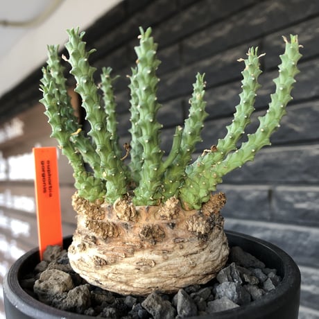 euphorbia gorgonis《XL size》big株※現地球発根後店主国内管理3年株※人気🐙タコもの‼︎美多肉質葉&木質wild塊根の二面性が魅力※mad  black  pot植え
