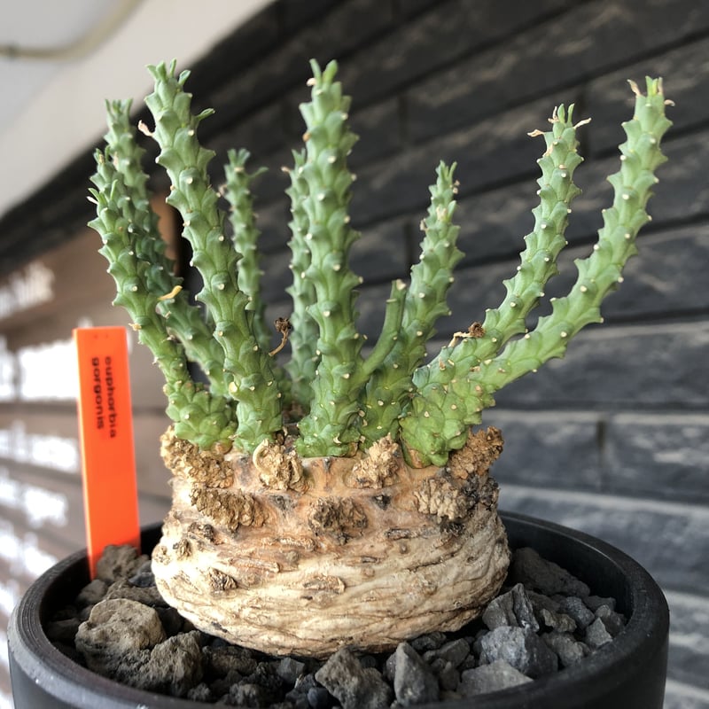 euphorbia gorgonis《XL size》big株※現地球発根後店主国内管理3年株