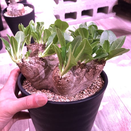 packypodium    roslatum var. eburneum（L size）※発根済み株‼︎ エブレらしい荒々しい装い