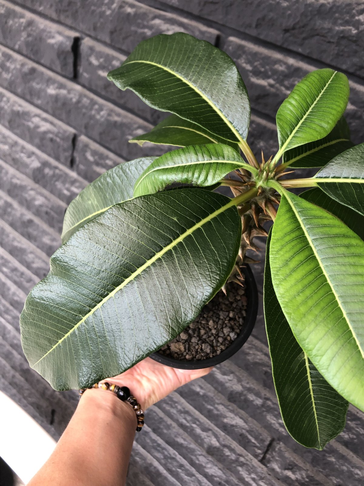 pachypodium baronii《L size》※激希少‼︎現地球発根後店主国内