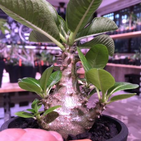 packypodium  windsori i《M size》発根済み株※（限定①株）ヤバイウィンゾリー‼︎  ※mad  black  pot植え   リトモンお墨付株‼︎