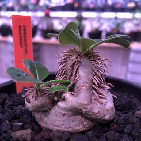 packypodium    roslatum var. eburneum（S size）現地球   発根済み株　※mad black bowl pot植え