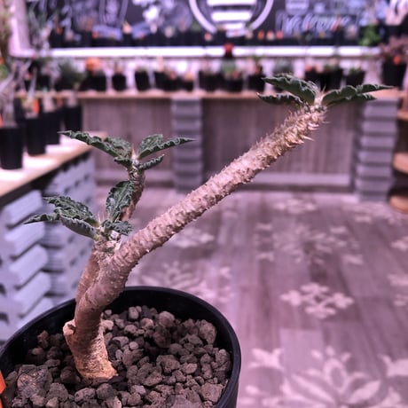 euphorbia     ambovonbensis《M size》激おススメ株‼︎