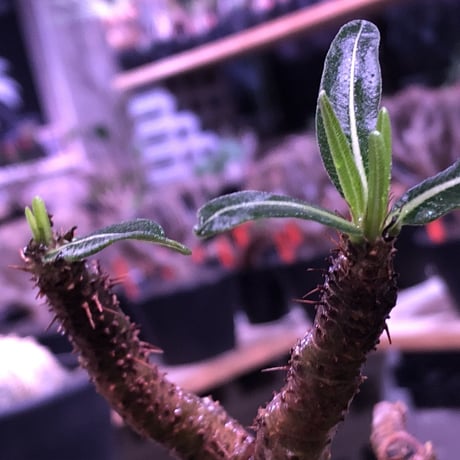 packypodium  gracilius《大きめM size》※現地球発根済株※店主国内管理5年株※一部現地焼けと希少green肌＆纏まり過ぎない歪感ぼってり樹形※mad black pot植え