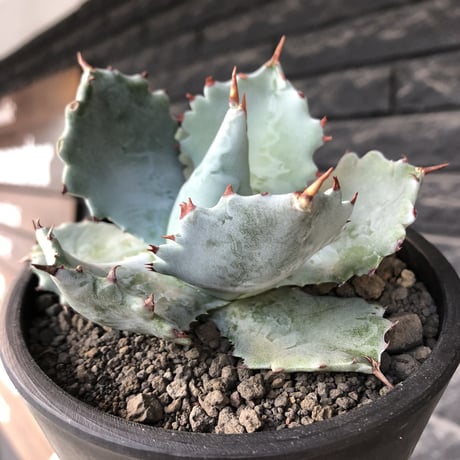 agave  isthmensis《M size》※現地球発根後店主国内管理2年株※weight低く締まり纏まり良き良バランス※mad black pot植え