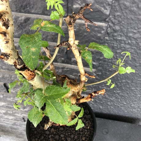 commiphora  africana《L size》※現地球株発根済※美しくbalance良き佇まい※tall pot植え