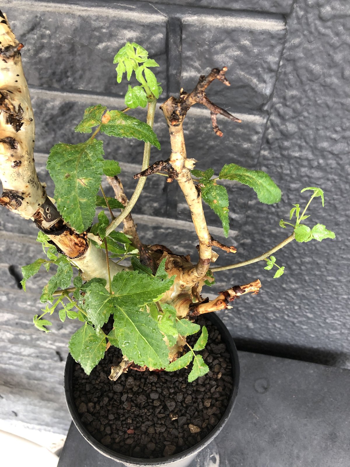 commiphora africana《L size》※現地球発根後店主国内管理4年株※美し...