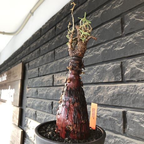 mestoklema tuberosum《L  size》※現地球発根後店主国内管理4年株※より赤肌強き個体となり味深き表皮が堪らなく冬季も動く唯一無二な希少灌木※mad black pot植え