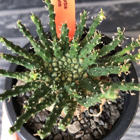 euphorbia gorgonis《L size》※現地球発根後店主国内管理3年株※人気🐙タコもの‼︎美多肉質葉&木質wild塊根の二面性が魅力※mad  black  pot植え