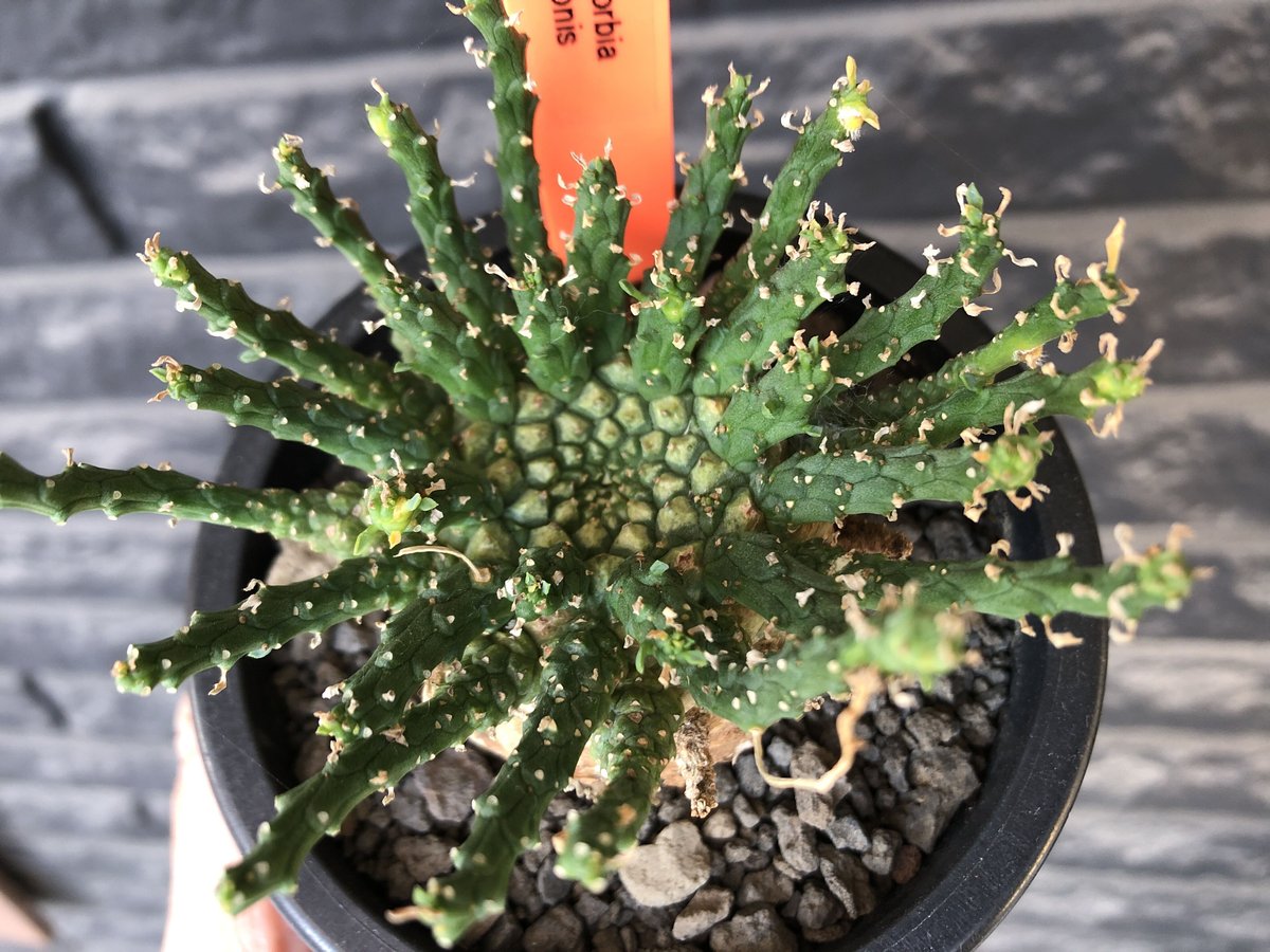 巨大 希少 ユーフォルビア エスクレンタ Euphorbia タコモノ 選抜株 巨大 希少 ユーフォルビア エスクレンタ Euphorbia タコモノ