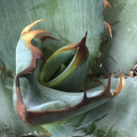agave titanota blue《小さめM size》選抜株※現地球株発根済※今季の成長が楽しみな纏まり締まりも良き一株‼︎※mad black pot植え