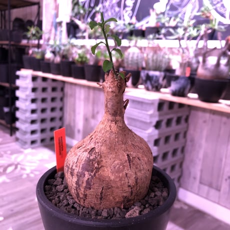 ヘディオトイデス | STORES