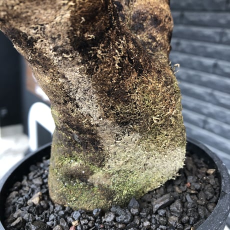 xerophyta  trichophylla《S size》※現地球発根済株※驚愕強靭株※幹太め&限りなくweightはlow‼︎これでもかわいい小振りサイズ※mad black pot植え