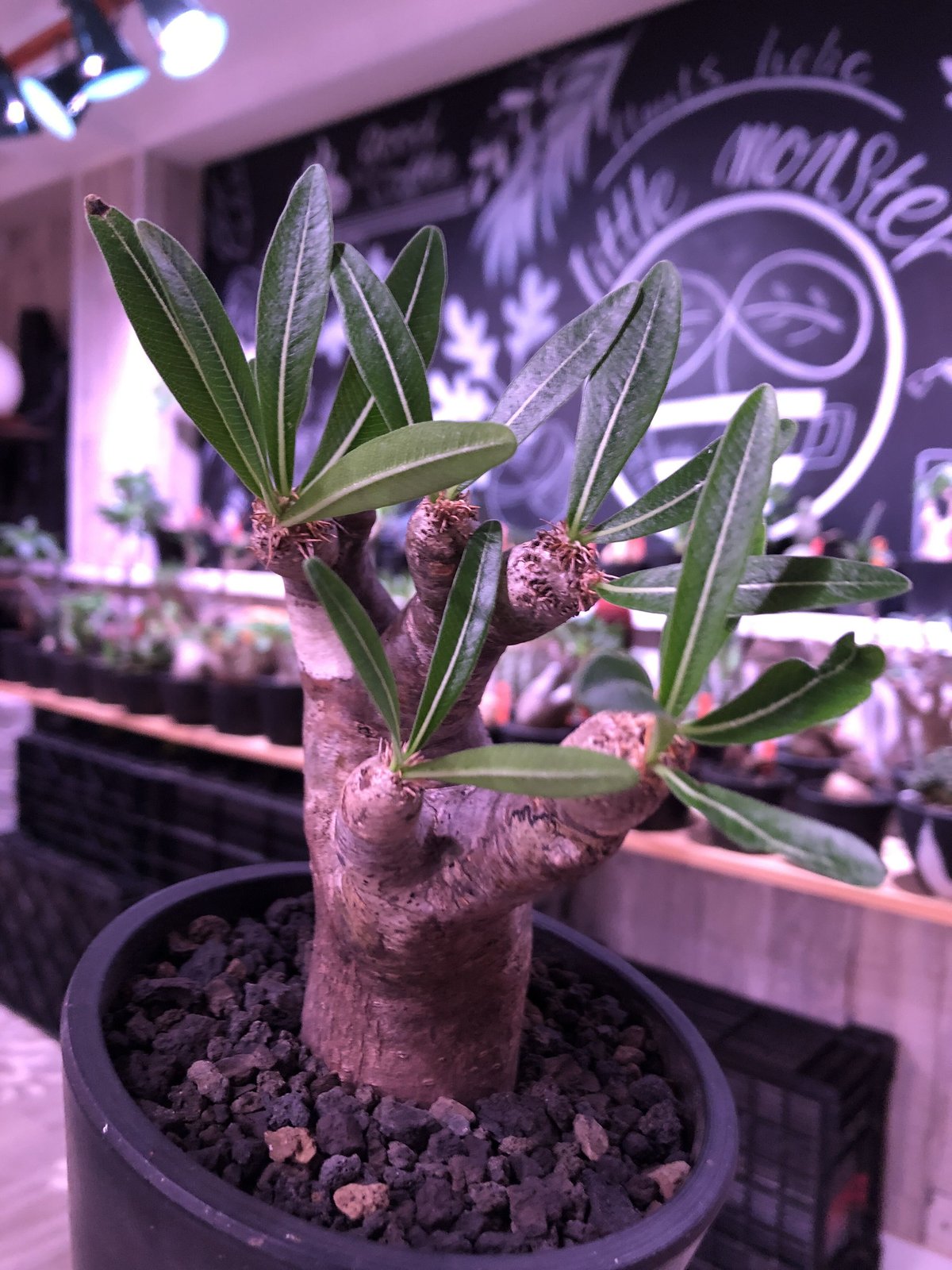 packypodium inopinatum《M size》※現地球発根済株※繊細な葉を