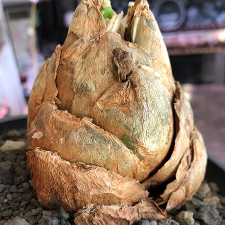 urginea epigea《L size》※現地球株発根済※丸み強くとびきり整ったぼってり樹形の大株‼︎開花時もゴージャスで魅力的なエピゲア※black bowl pot植え