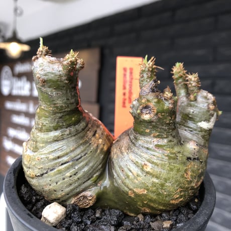 pachypodium gracilius《大きめS size》希少green肌&まん丸W-he'd株※現地球発根後店主国内管理3年株※愛くるしい球体&B面現地焼け※mad black pot植え