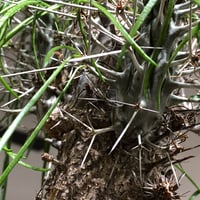 didierea madagascariensis《LL size》※現地球極太大株発根済※古木感強く垂れ下がる涼しげな葉と棘のコントラストが堪らない※brown marble bowl pot植え