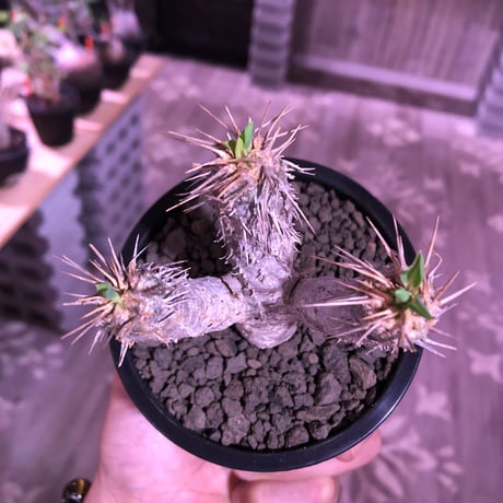 euphorbia  guillauminiana《S size》※現地球発根済株※小振りでも現地球株らしい表皮質のwildさ＆美しさの二面性持つ一株※mad black pot植え